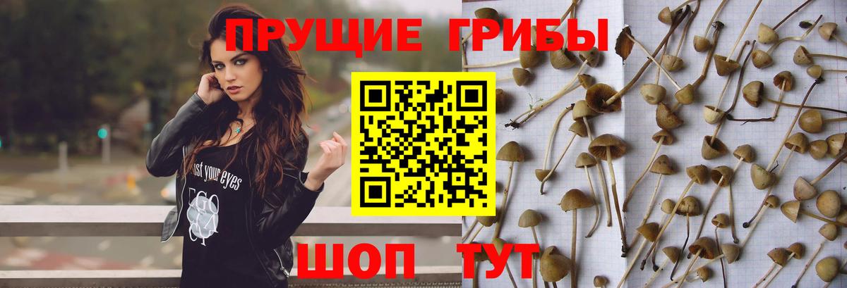 Псилоцибиновые грибы GOLDEN TEACHER Грязи